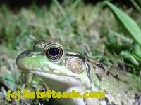 /home//u458753944/public_html/sourcegallery///////////////////////////////Frogs/Bullfrogs 2020-09 Upper Merion/P9280731.JPG